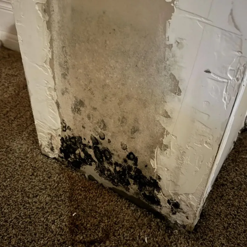 Professional Mold Removal in Floris, VA